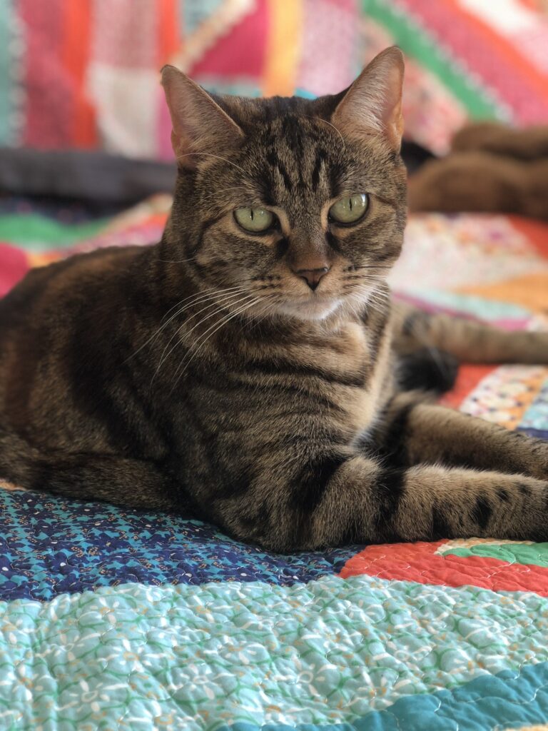 A classically coloured tabby cat sitting on a colourful bedspread